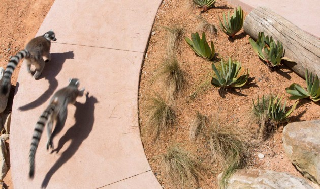 The Lemur Forest Adventure at Taronga Zoo